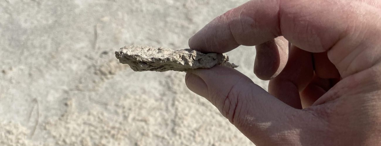 A solid crust is formed on the surface of a tailings dam by means of biological dust control